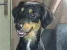 Cachorro raça Vira lata  idade 2 anos nome Lilica
