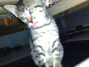 Gato raça Sem raça definida idade 2 a 6 meses nome Sem nome
