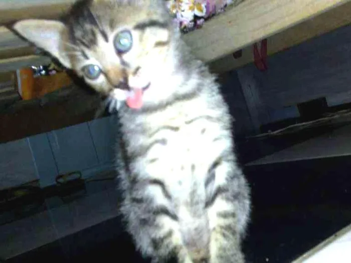 Gato raça Sem raça definida idade 2 a 6 meses nome Sem nome