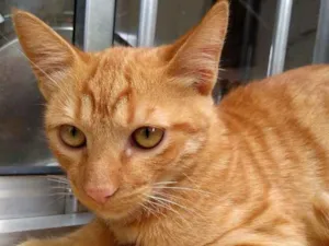 Gato raça Não definido idade 2 a 6 meses nome Sol