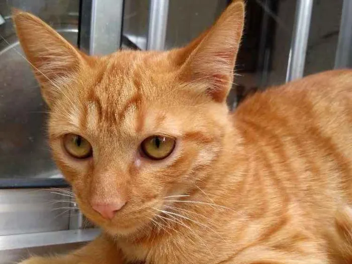 Gato ra a Não definido idade 2 a 6 meses nome Sol