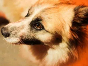 Cachorro raça SRD idade 2 anos nome Pipoca