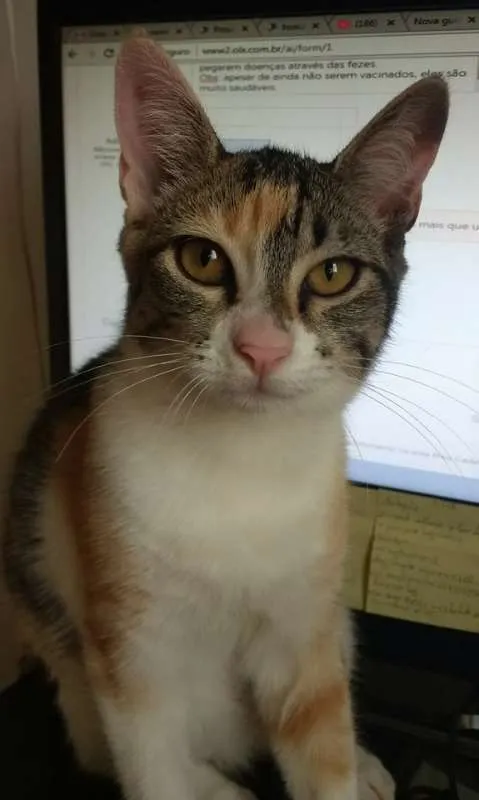 Gato raça sem raça definida idade 2 a 6 meses nome ainda não possuem