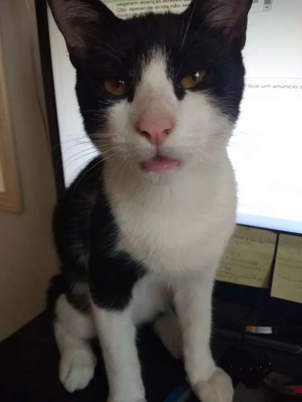 Gato raça sem raça definida idade 2 a 6 meses nome ainda não possuem