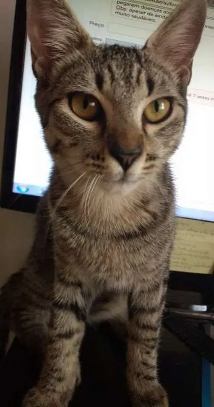 Gato raça sem raça definida idade 2 a 6 meses nome ainda não possuem