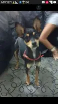 Rabito