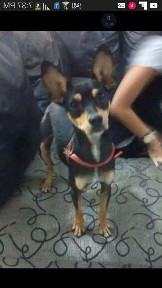 Cachorro ra a pinscher com vira latas idade 3 anos nome Rabito
