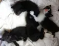 ainda não possuem