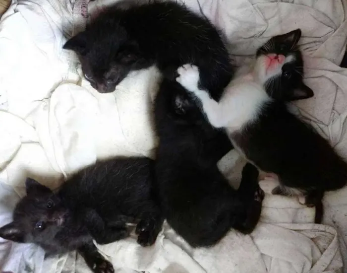 Gato raça sem raça definida  idade Abaixo de 2 meses nome ainda não possuem