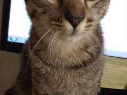 Gato raça sem raça definida idade 2 a 6 meses nome ainda não possuem
