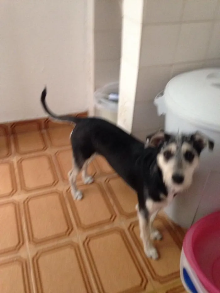 Cachorro ra a Srd ( estopinha ) idade 7 a 11 meses nome Sofia