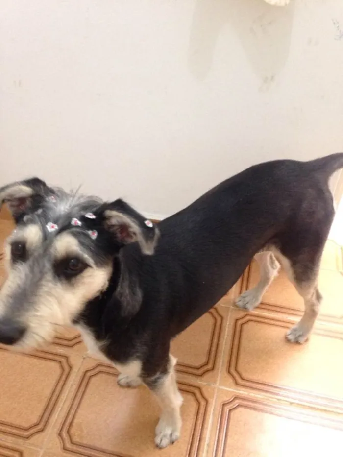 Cachorro ra a Srd ( estopinha ) idade 7 a 11 meses nome Sofia