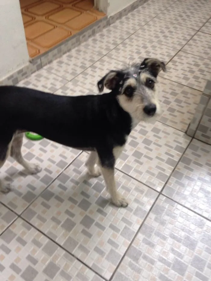 Cachorro ra a Srd ( estopinha ) idade 7 a 11 meses nome Sofia