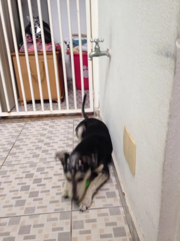 Cachorro ra a Srd ( estopinha ) idade 7 a 11 meses nome Sofia