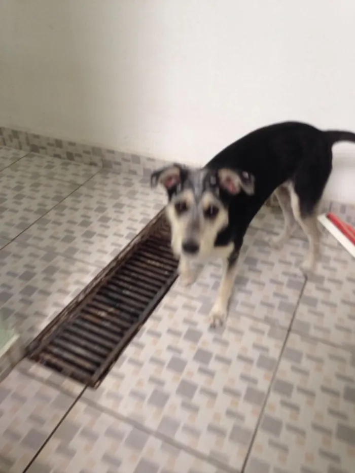 Cachorro ra a Srd ( estopinha ) idade 7 a 11 meses nome Sofia