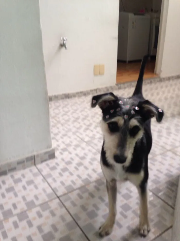 Cachorro ra a Srd ( estopinha ) idade 7 a 11 meses nome Sofia