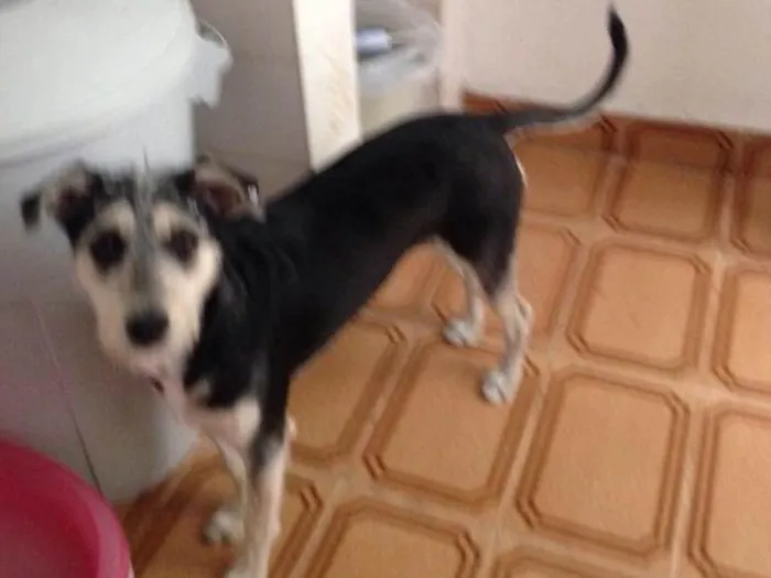 Cachorro ra a Srd ( estopinha ) idade 7 a 11 meses nome Sofia