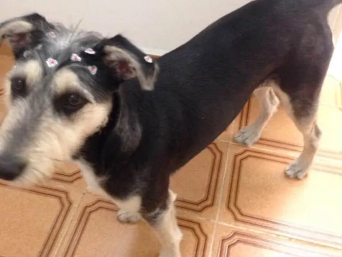 Cachorro ra a Srd ( estopinha ) idade 7 a 11 meses nome Sofia