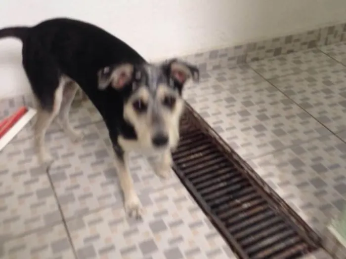Cachorro ra a Srd ( estopinha ) idade 7 a 11 meses nome Sofia