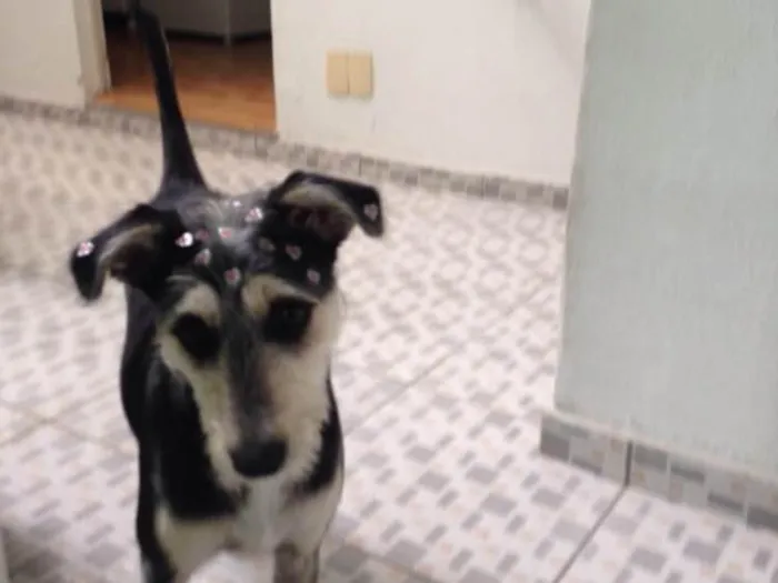 Cachorro ra a Srd ( estopinha ) idade 7 a 11 meses nome Sofia