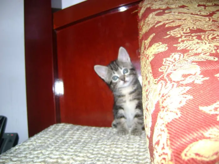 Gato raça srd idade 2 a 6 meses nome Sem nomes