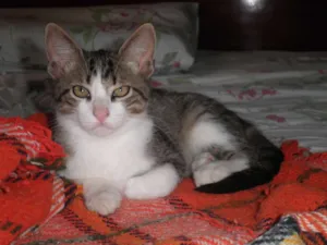 Gato raça srd idade 2 a 6 meses nome Sem nomes
