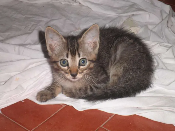 Gato raça srd idade 2 a 6 meses nome Sem nomes