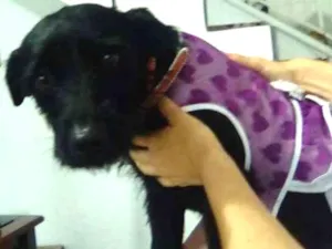 Cachorro raça srd idade 7 a 11 meses nome Emily
