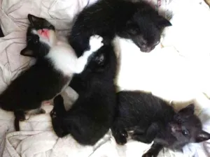 Gato raça sem raça definida  idade Abaixo de 2 meses nome ainda não possuem