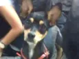 Rabito