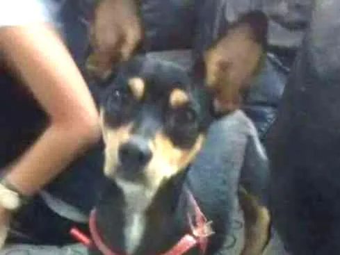 Cachorro ra a pinscher com vira latas idade 3 anos nome Rabito