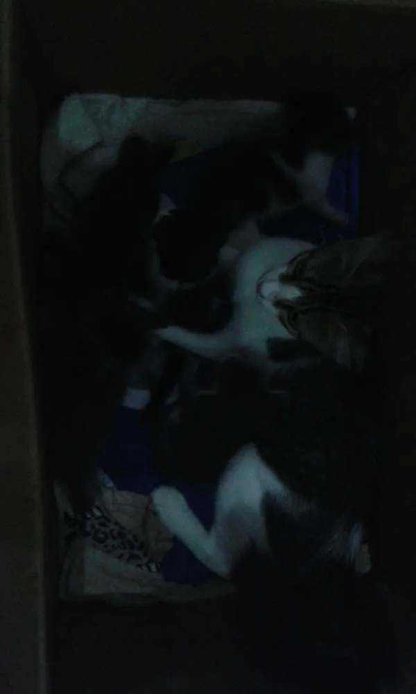 Gato ra a felino idade Abaixo de 2 meses nome sem nome