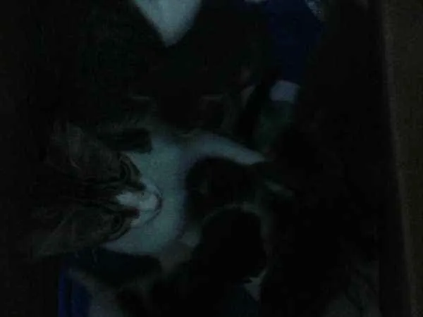 Gato ra a felino idade Abaixo de 2 meses nome sem nome
