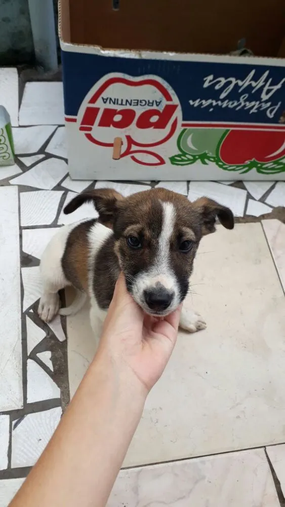 Cachorro ra a SRD  idade 2 a 6 meses nome Beethoven 