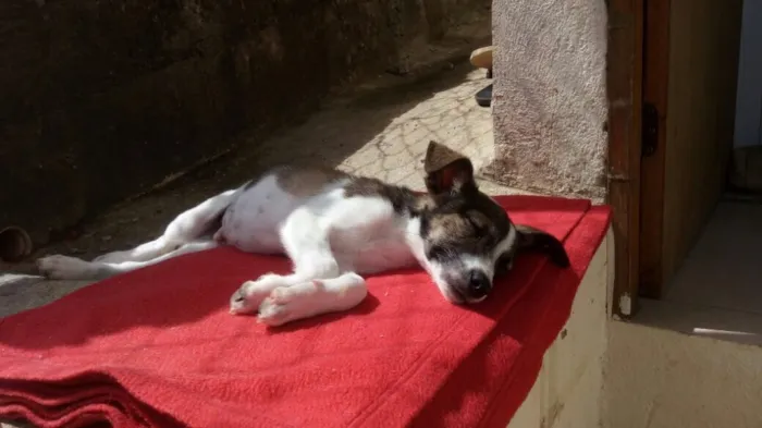 Cachorro ra a SRD  idade 2 a 6 meses nome Beethoven 