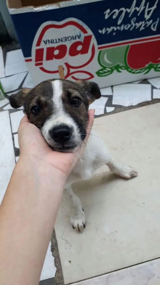 Cachorro ra a SRD  idade 2 a 6 meses nome Beethoven 