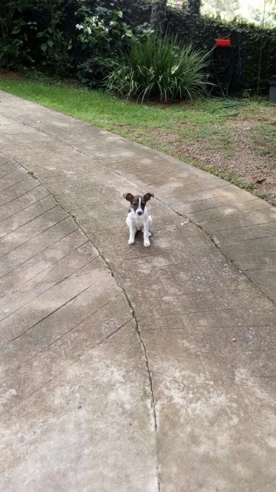 Cachorro ra a SRD  idade 2 a 6 meses nome Beethoven 