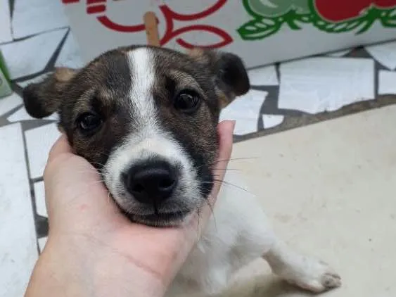Cachorro ra a SRD  idade 2 a 6 meses nome Beethoven 