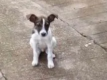 Cachorro ra a SRD  idade 2 a 6 meses nome Beethoven 