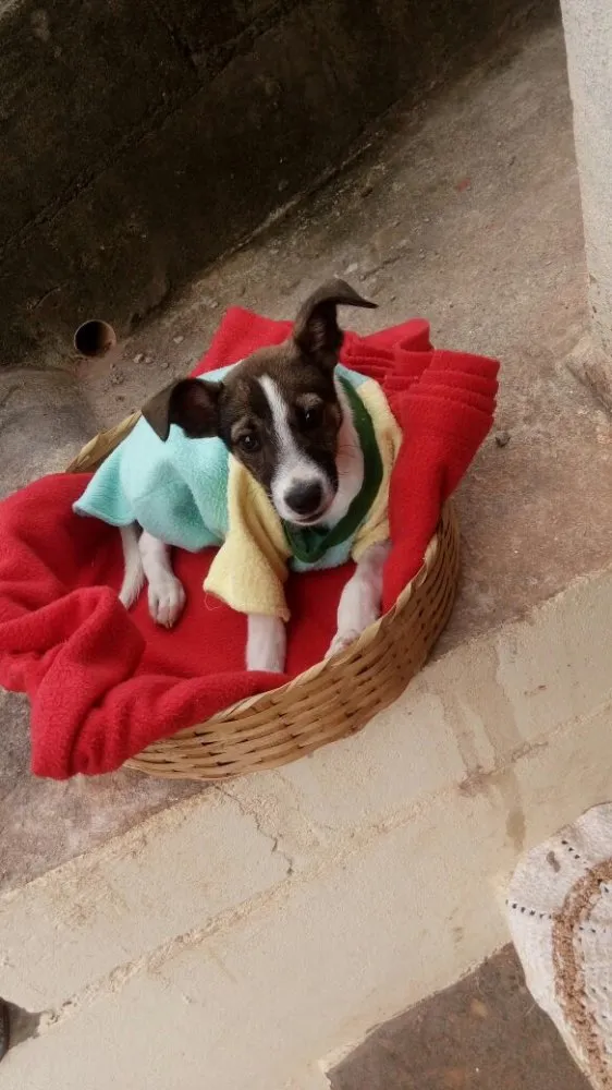 Cachorro ra a SRD  idade 2 a 6 meses nome Beethoven 