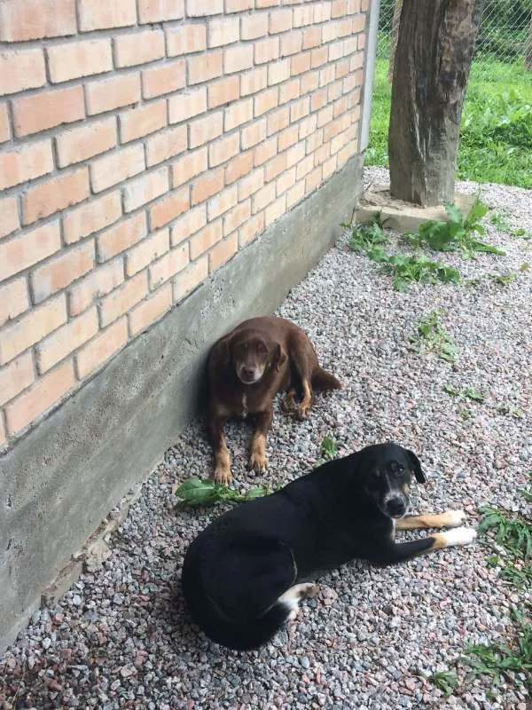 Cachorro raça SRD idade 3 anos nome Broto