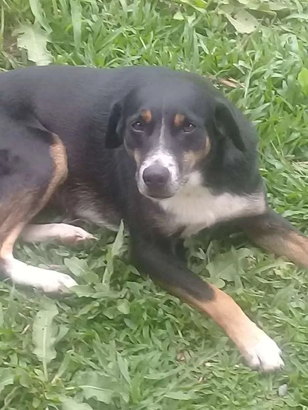 Cachorro raça SRD idade 3 anos nome Broto