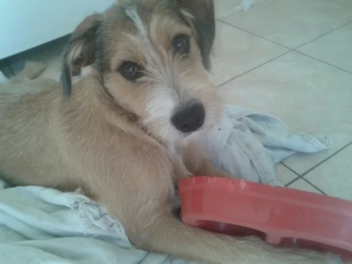 Cachorro ra a SRD  idade 7 a 11 meses nome Kaique 