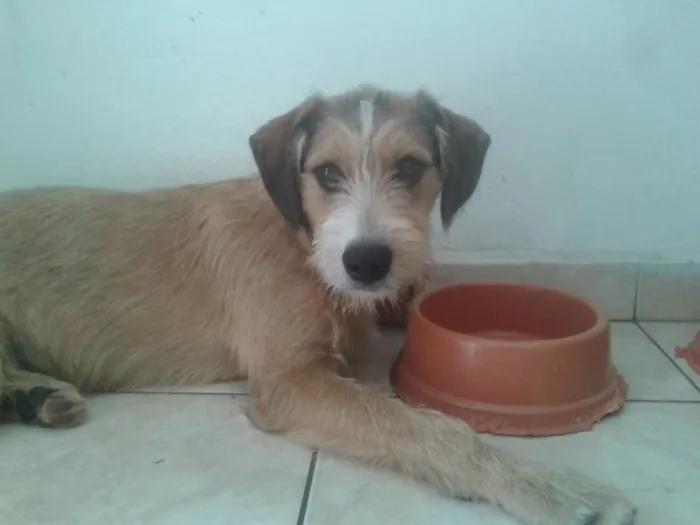 Cachorro ra a SRD  idade 7 a 11 meses nome Kaique 