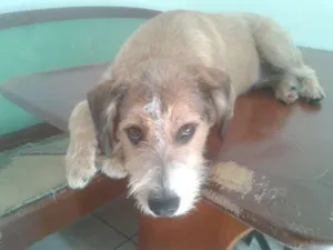 Cachorro raça SRD  idade 7 a 11 meses nome Kaique 