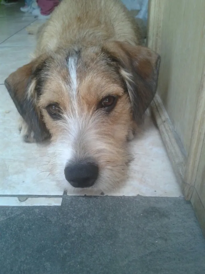 Cachorro ra a SRD  idade 7 a 11 meses nome Kaique 
