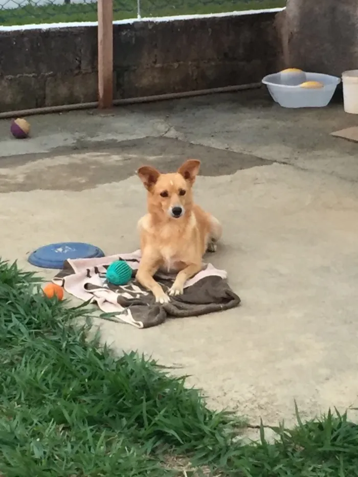 Cachorro ra a SRD  idade 3 anos nome Mel