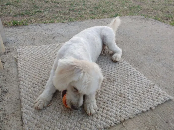 Cachorro ra a Poodle idade 3 anos nome Bob