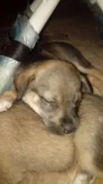 Docinho