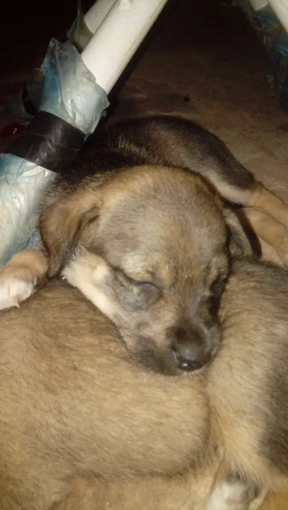 Cachorro ra a Vira lata idade Abaixo de 2 meses nome Docinho